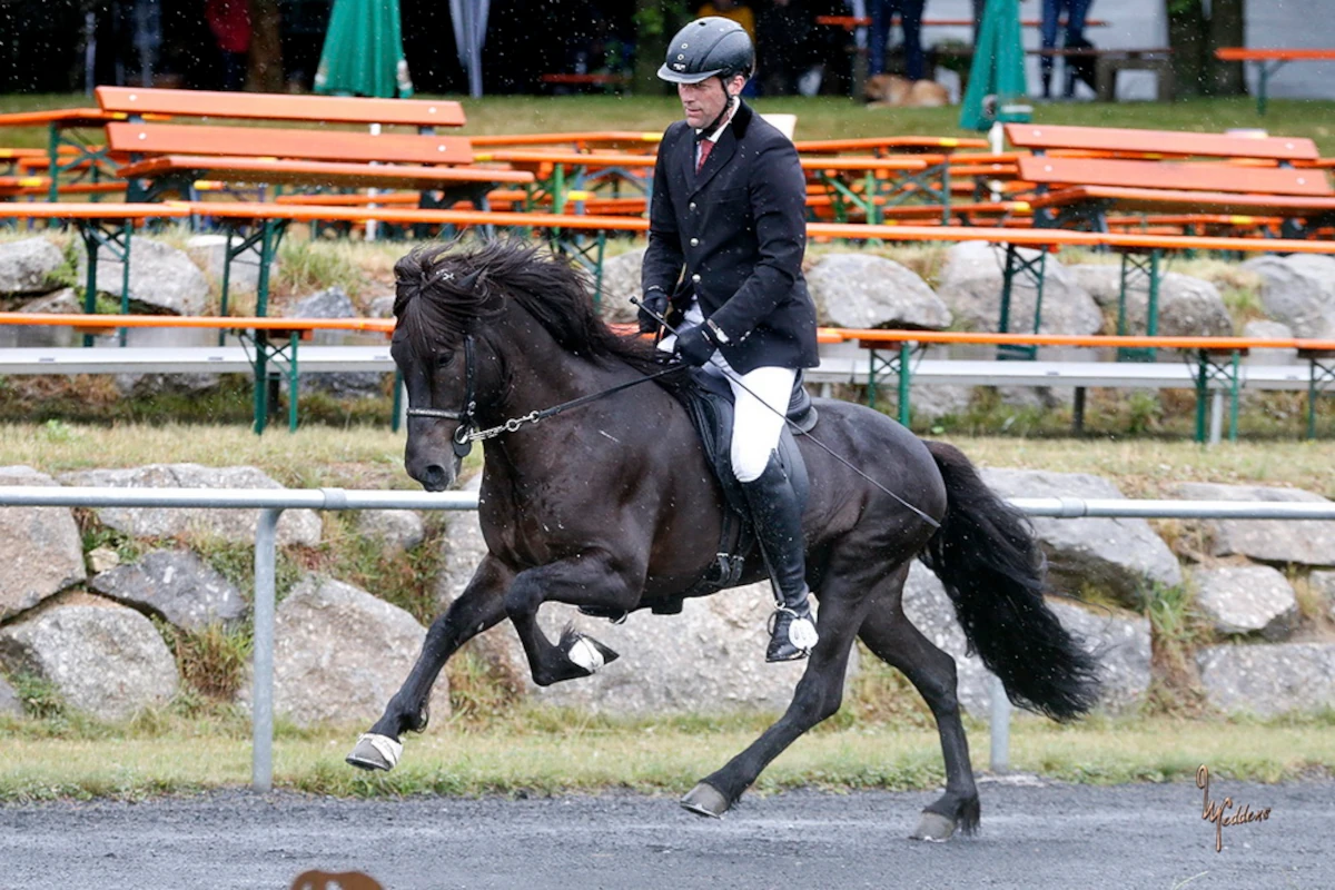 Was den Tölt so besonders macht