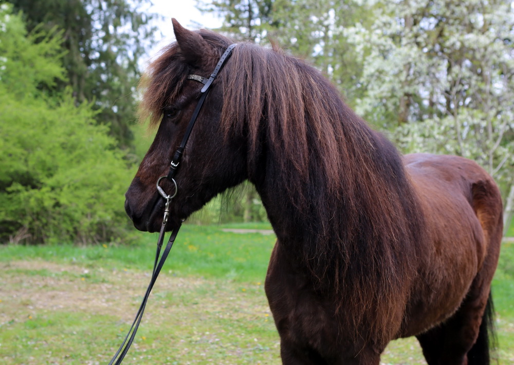 Nýpa Islandpferd/Isländer Verkaufspferd/München